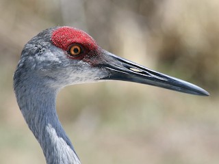 沙丘鶴- eBird