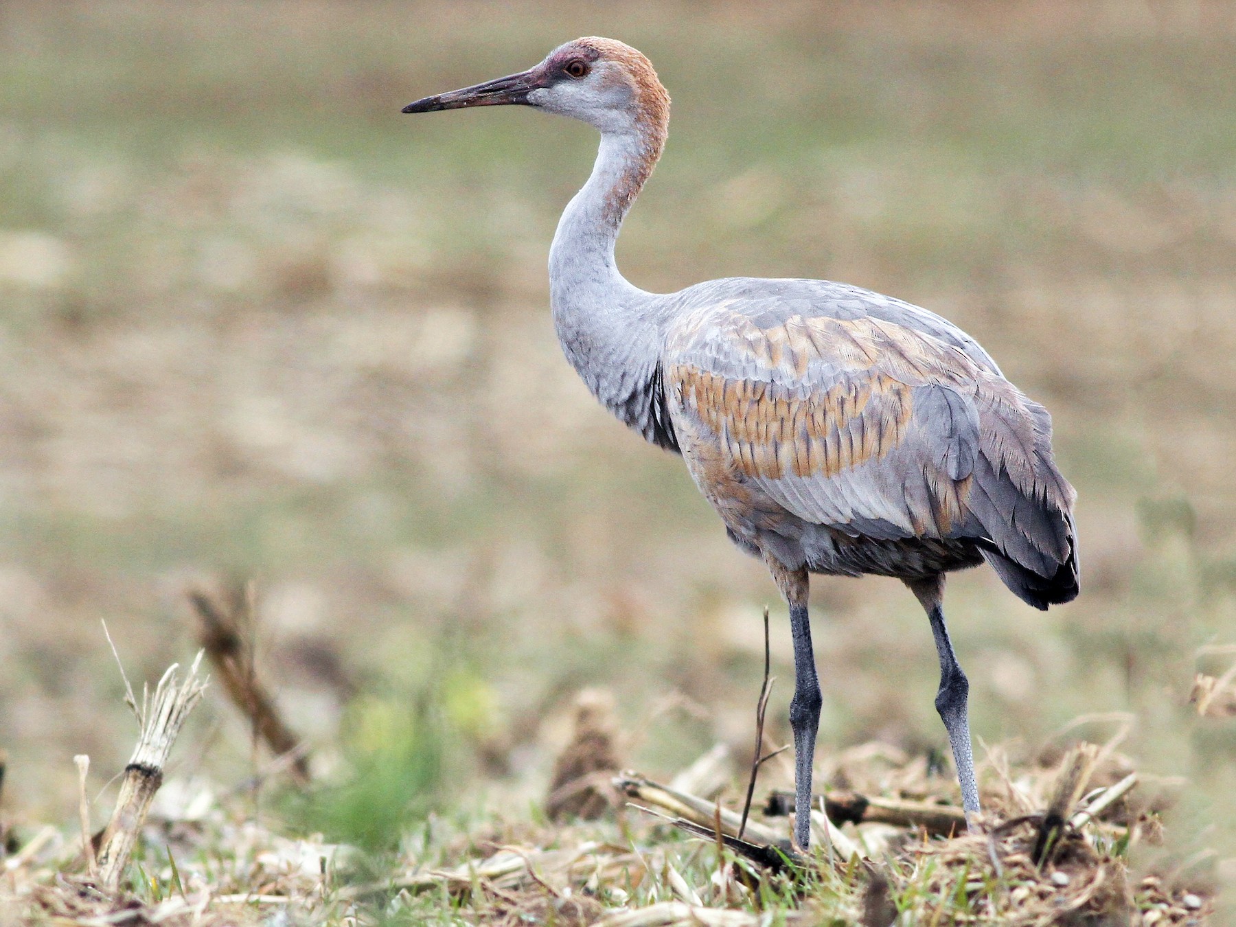 Sandhill Crane - eBird