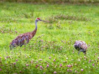 成鳥 - Bruce Gates - ML71547351