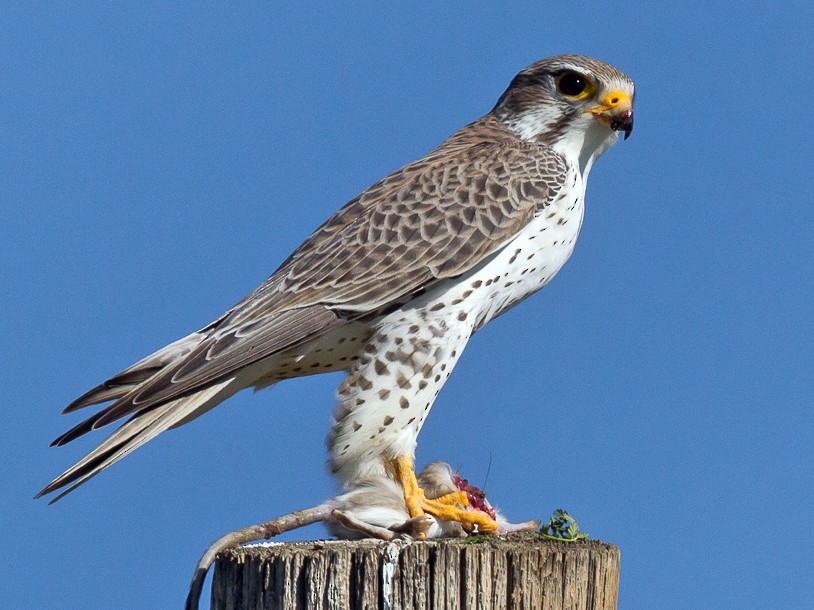 Prairie Falcon - eBird