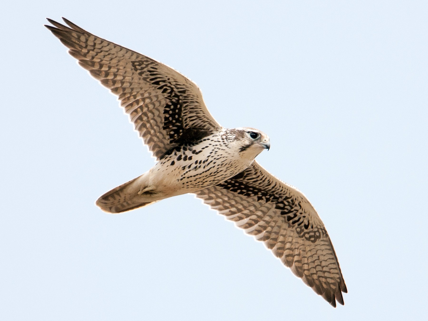 Prairie Falcon - Ian Routley