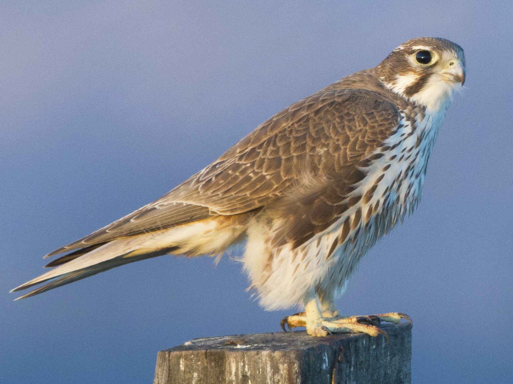 prairie falcon in flight