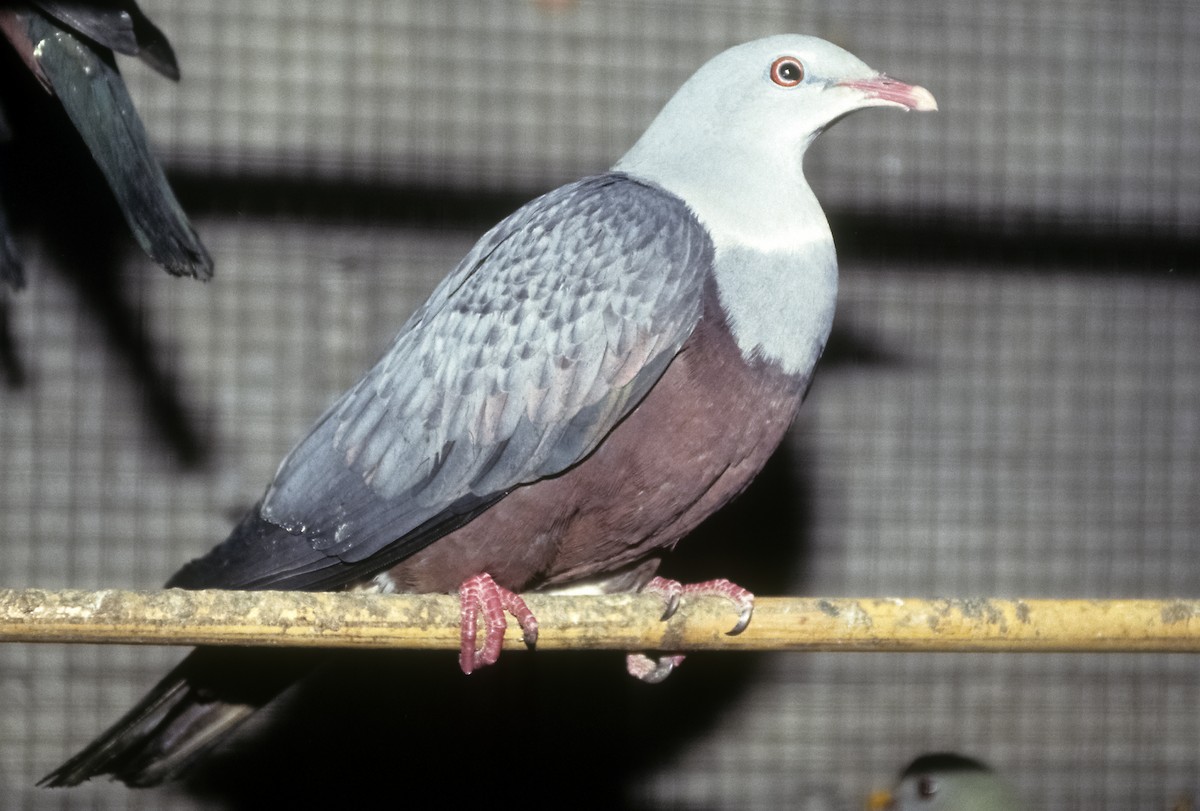Spotted Imperial-Pigeon - Josep del Hoyo