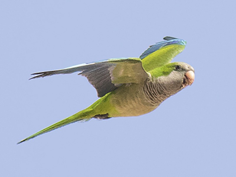 Monk Parakeet - José A. Campos
