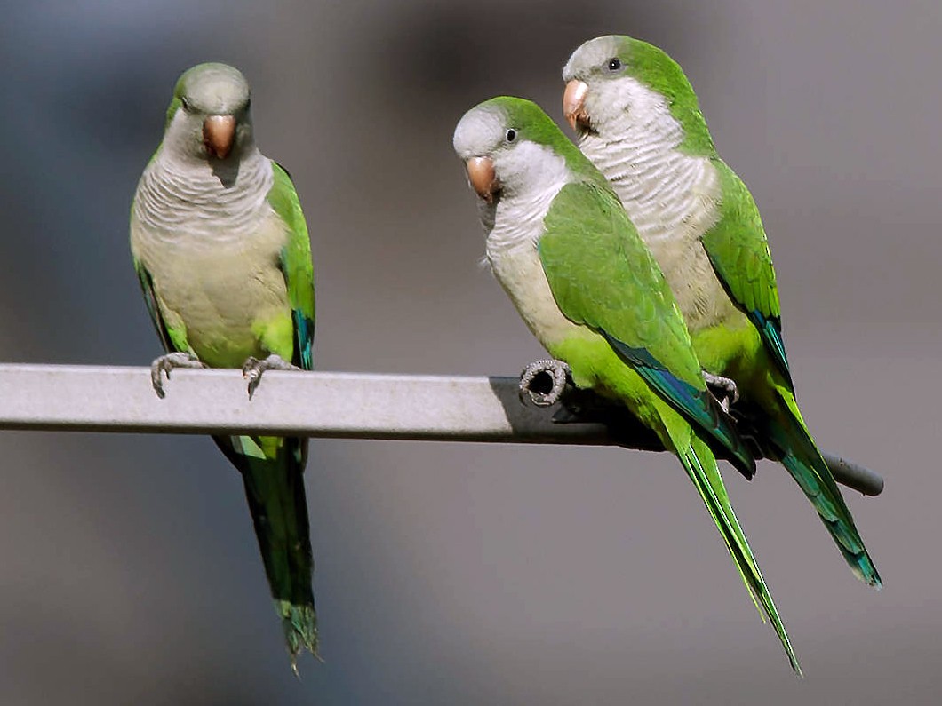 Conure veuve  Gouvernement du Québec