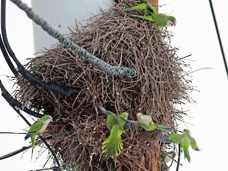  - Monk Parakeet