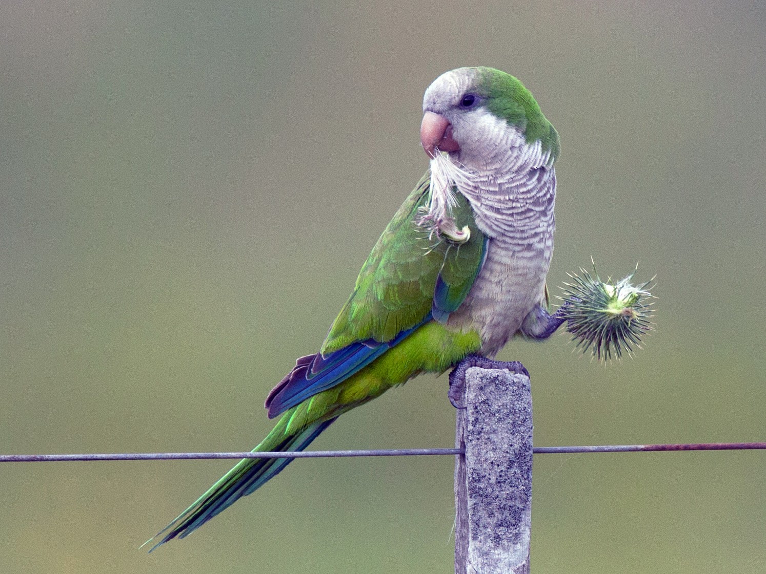 Monk parakeet 2024