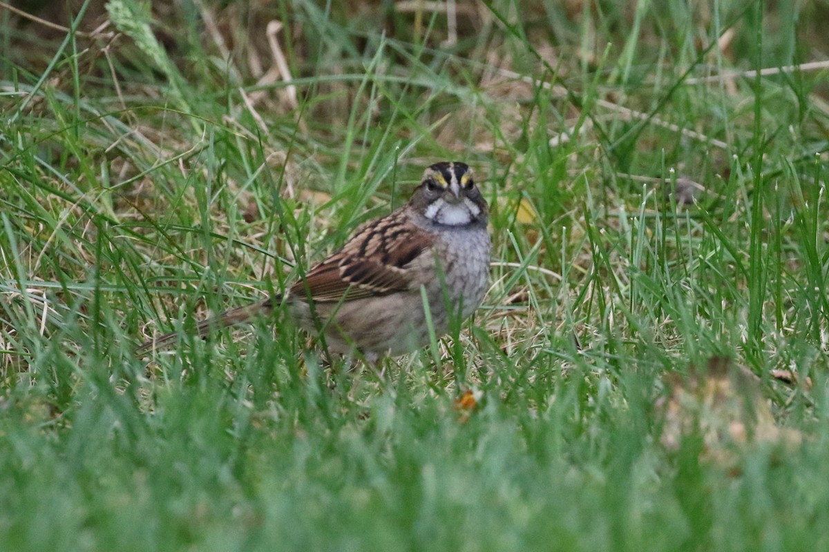 White-throated Sparrow - Peter Koper