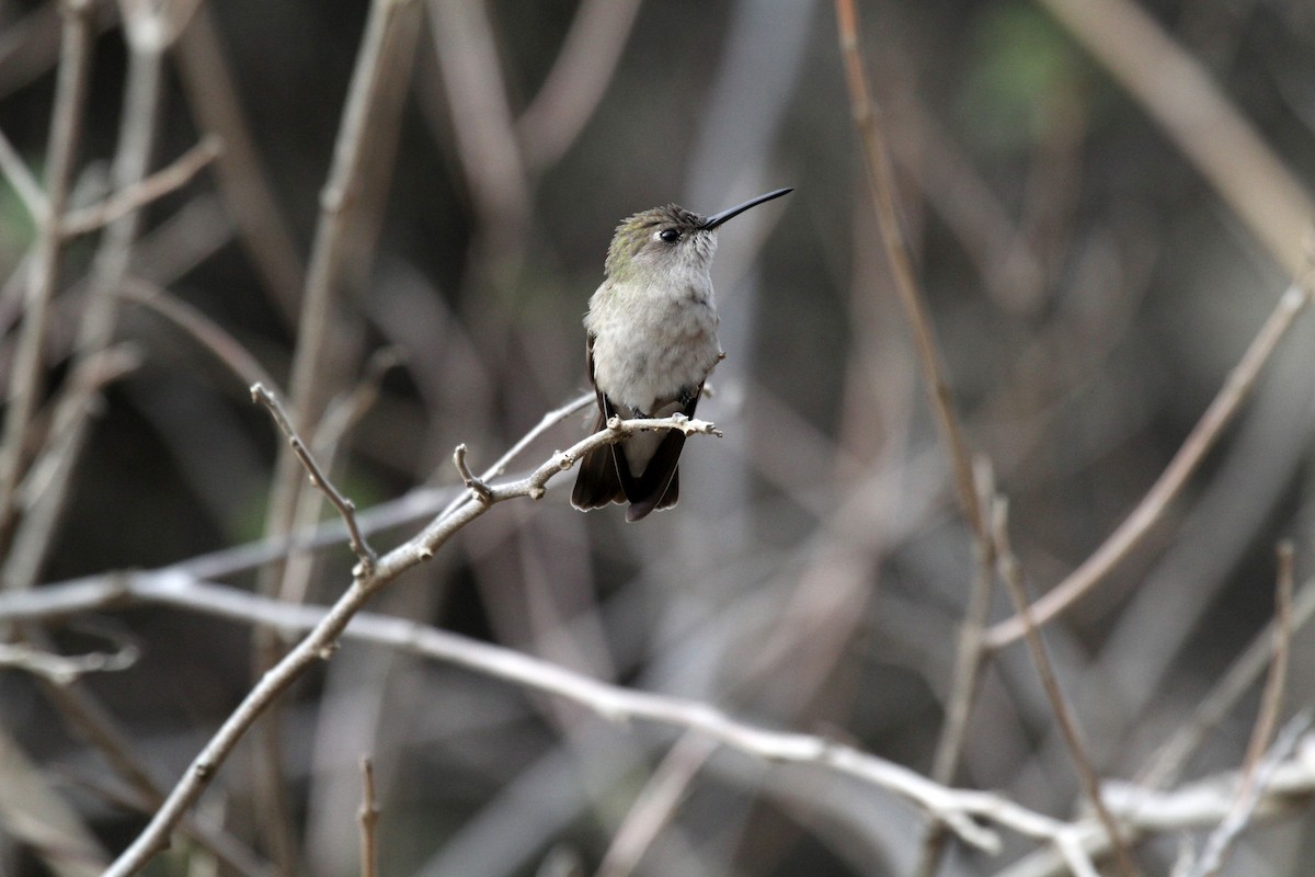 Tumbes Hummingbird - Eduardo Soler