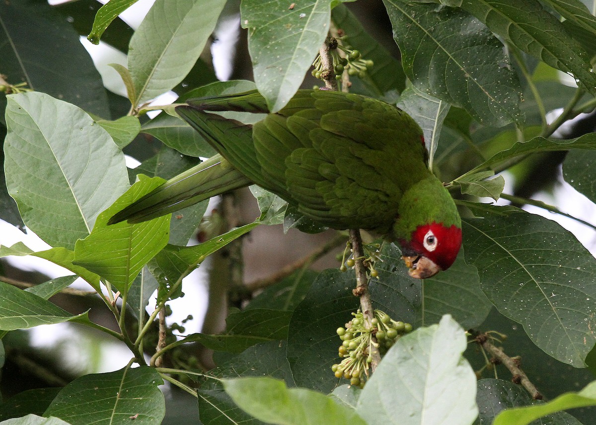 Red-masked Parakeet - Eduardo Soler