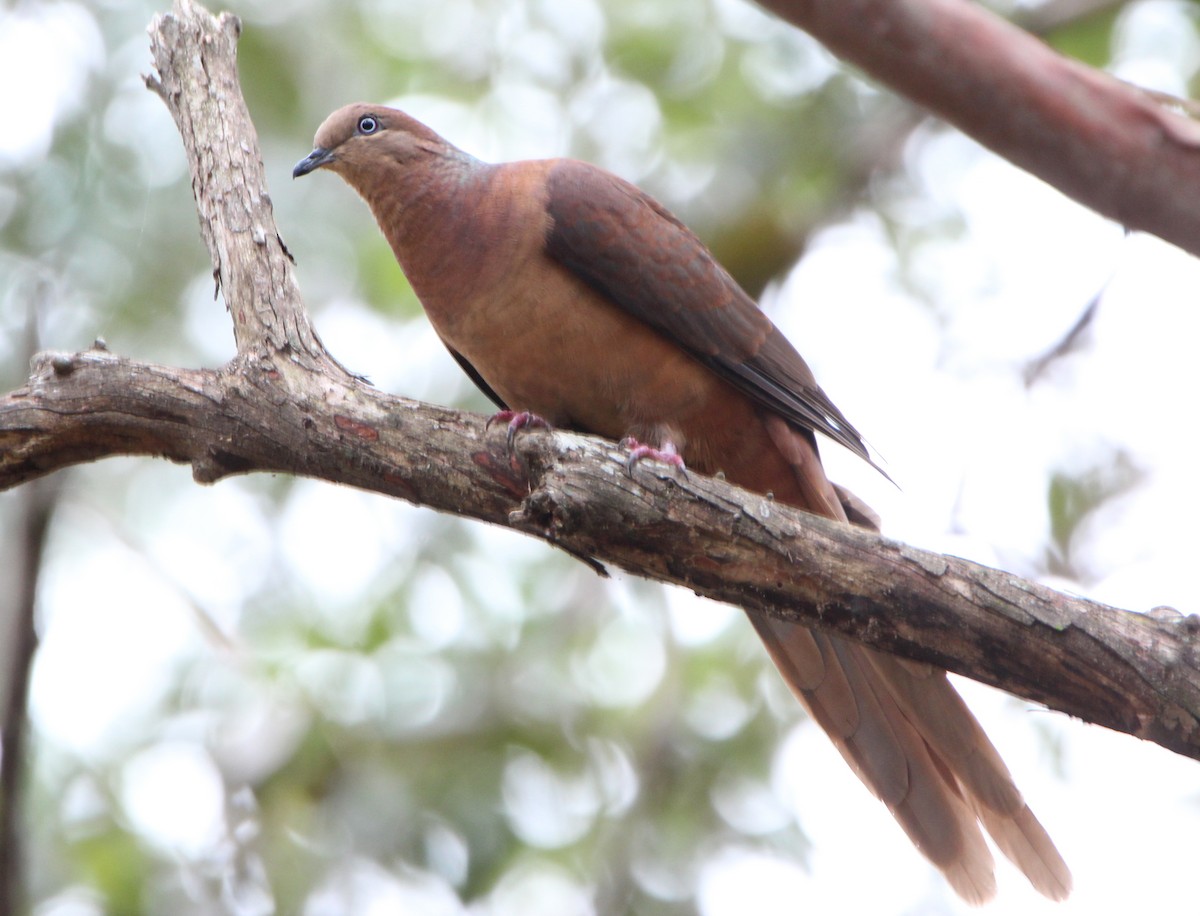Brown Cuckoo-Dove - ML71549851