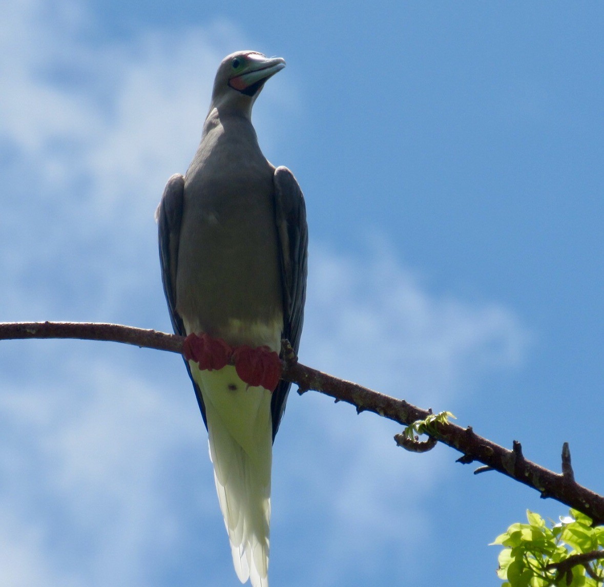 Red-footed Booby - ML71550941