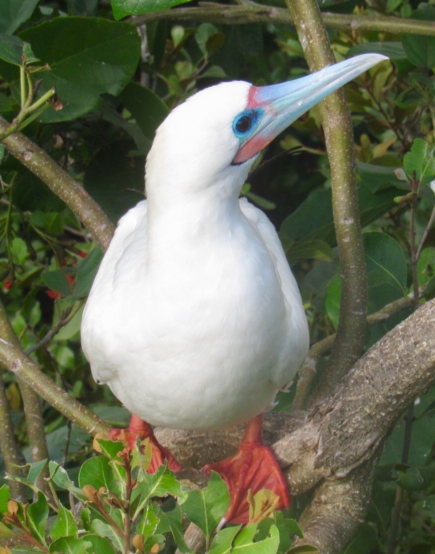 Red-footed Booby - ML71550971