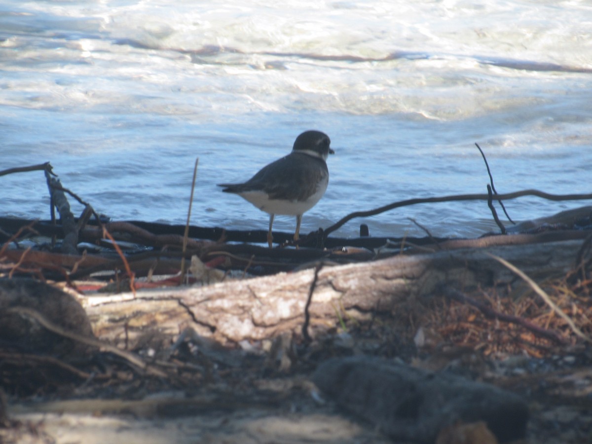 Semipalmated Plover - ML71551301