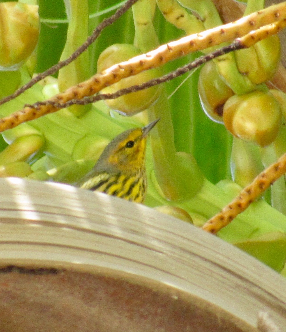 Cape May Warbler - ML71551501
