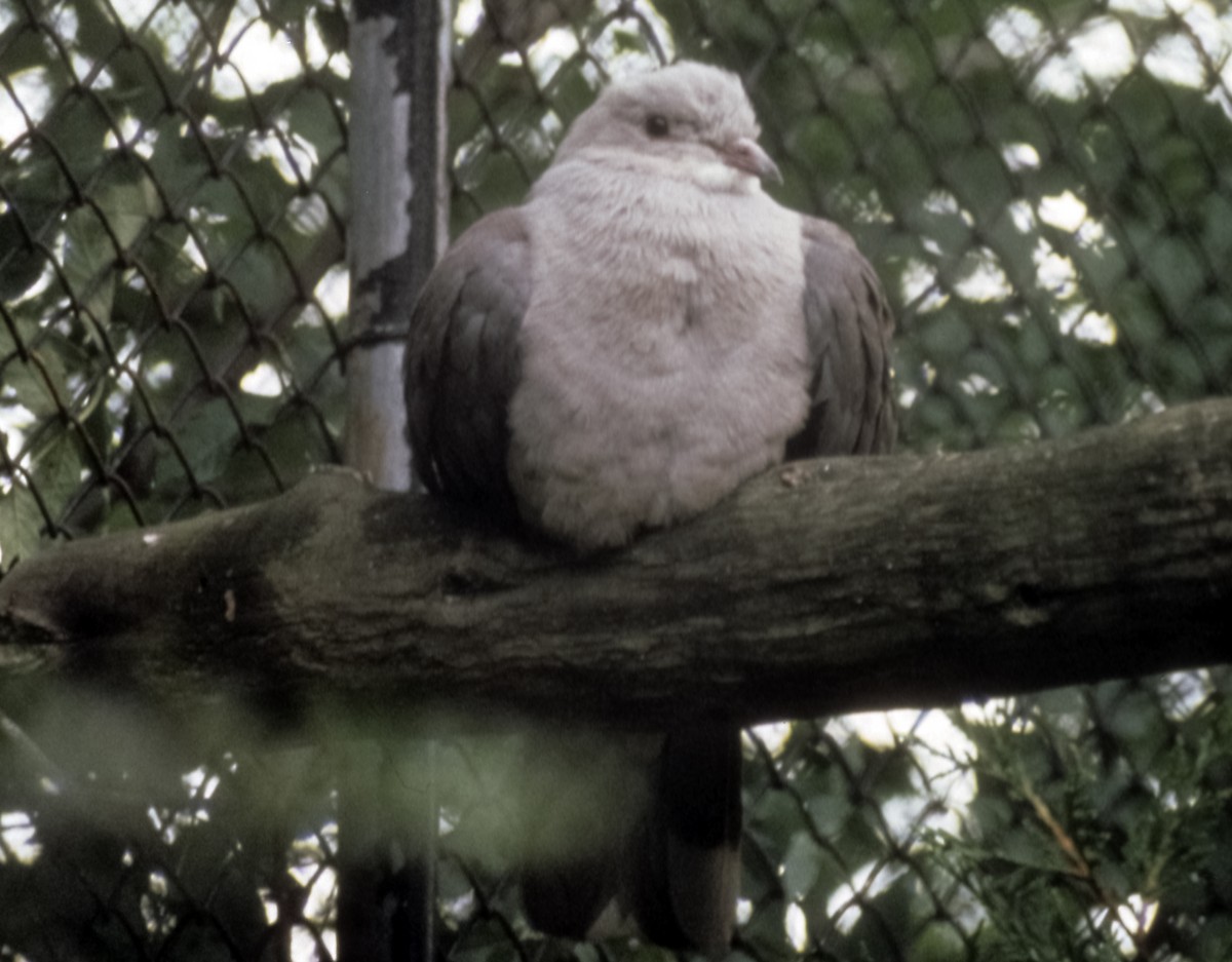 Malabar Imperial-Pigeon - Josep del Hoyo