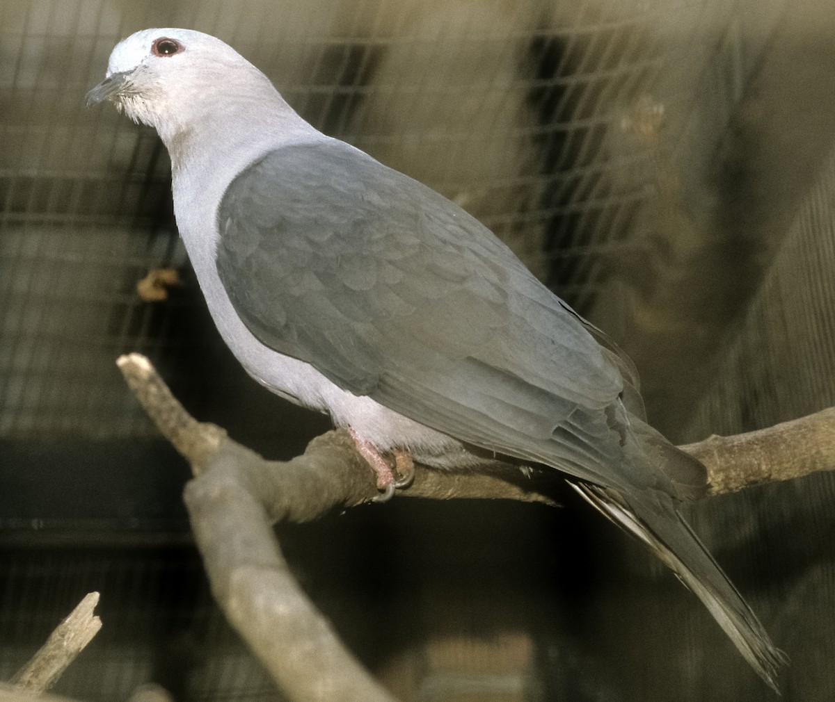Dark-backed Imperial-Pigeon (Gray-crowned) - Josep del Hoyo