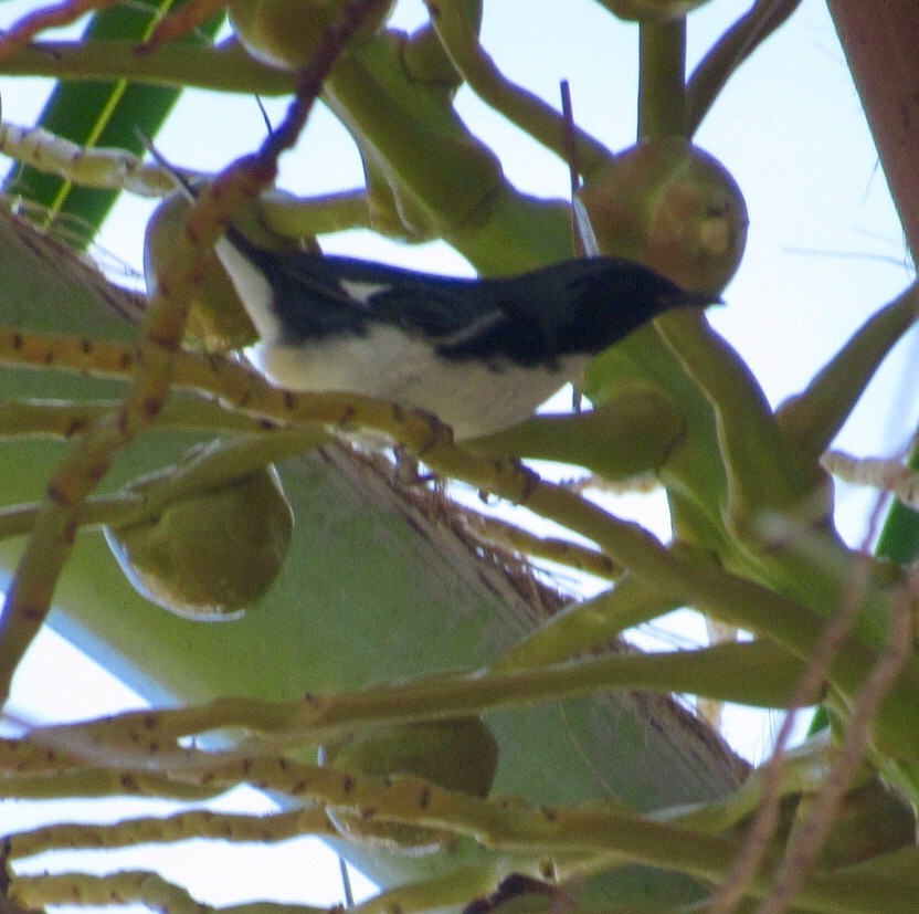 Black-throated Blue Warbler - ML71552451