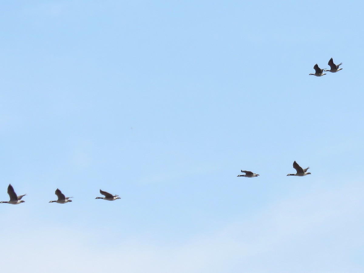 Cackling Goose - Norman Uyeda
