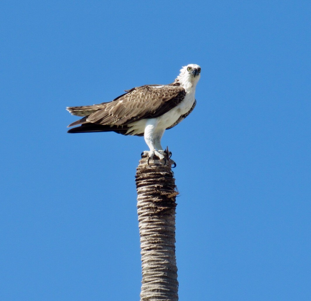 Águila Pescadora (ridgwayi) - ML71553071
