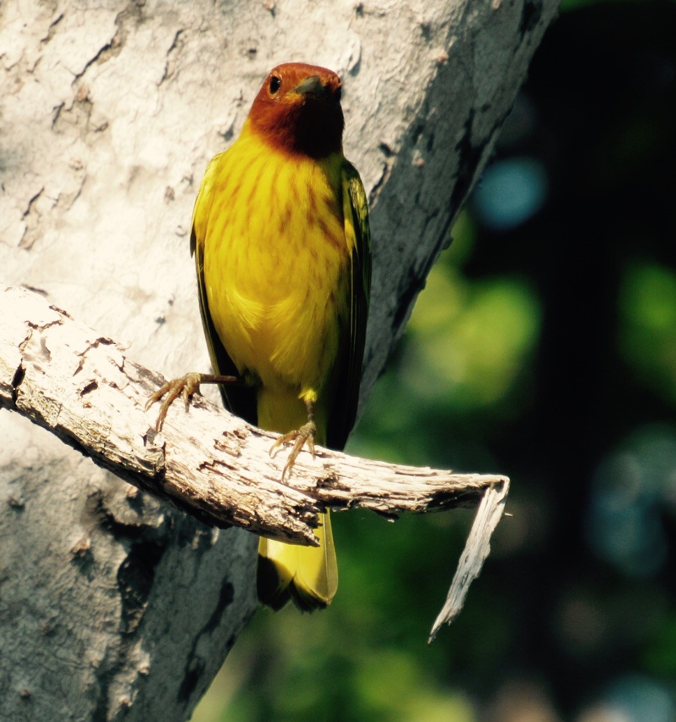 Yellow Warbler (Mangrove) - Isaias Morataya
