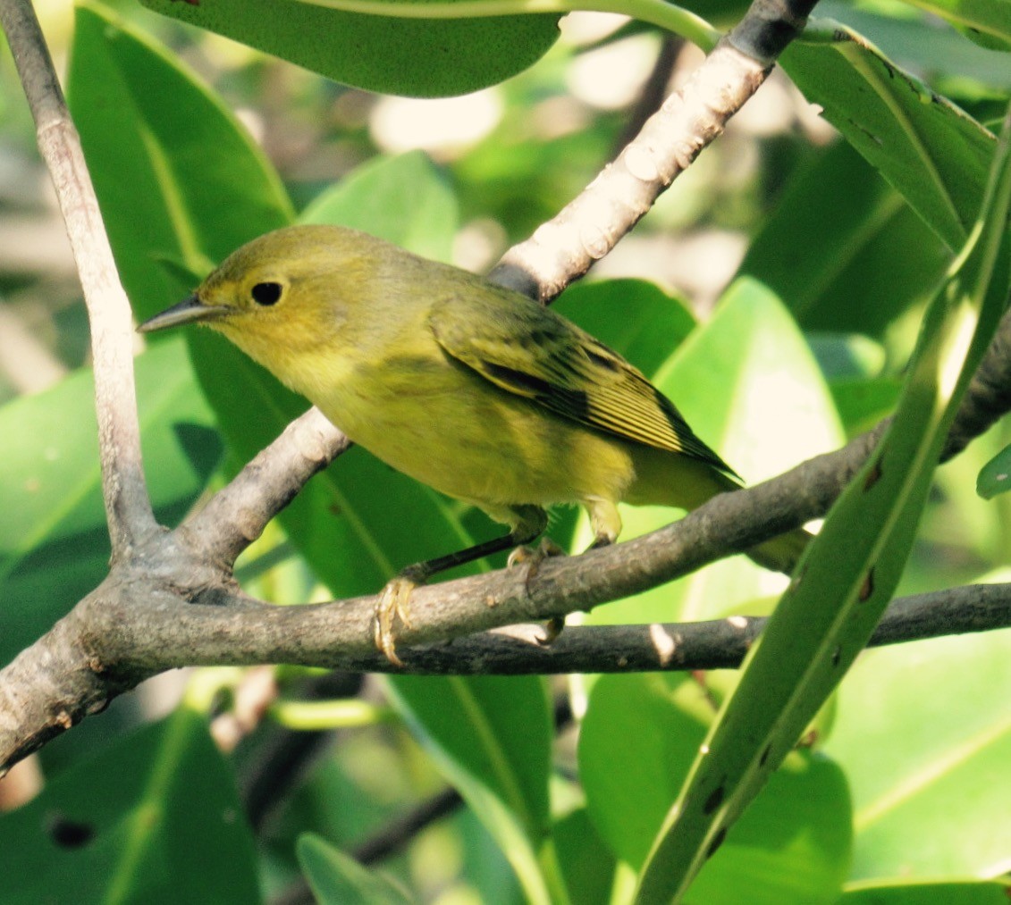 Yellow Warbler (Mangrove) - ML71553261