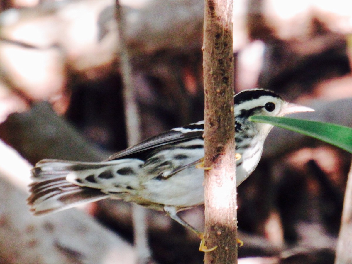 Black-and-white Warbler - ML71553451