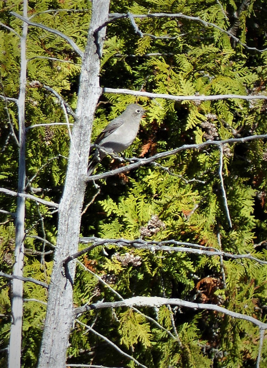 Townsend's Solitaire - ML71554081