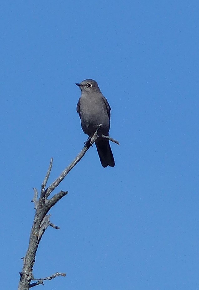 Townsend's Solitaire - ML71554151