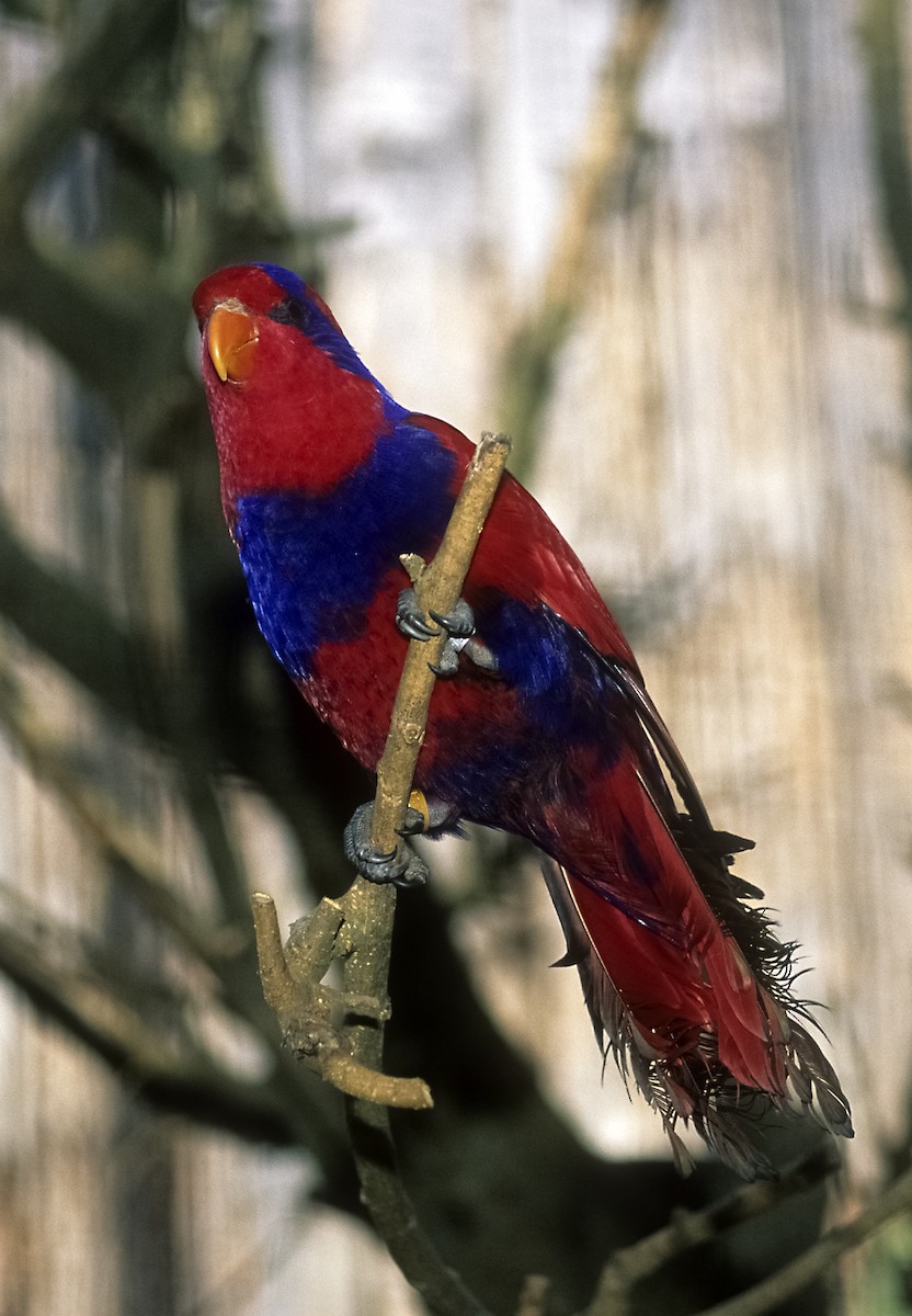 Red-and-blue Lory - Josep del Hoyo