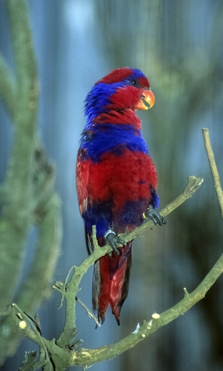 Red-and-blue Lory - Josep del Hoyo