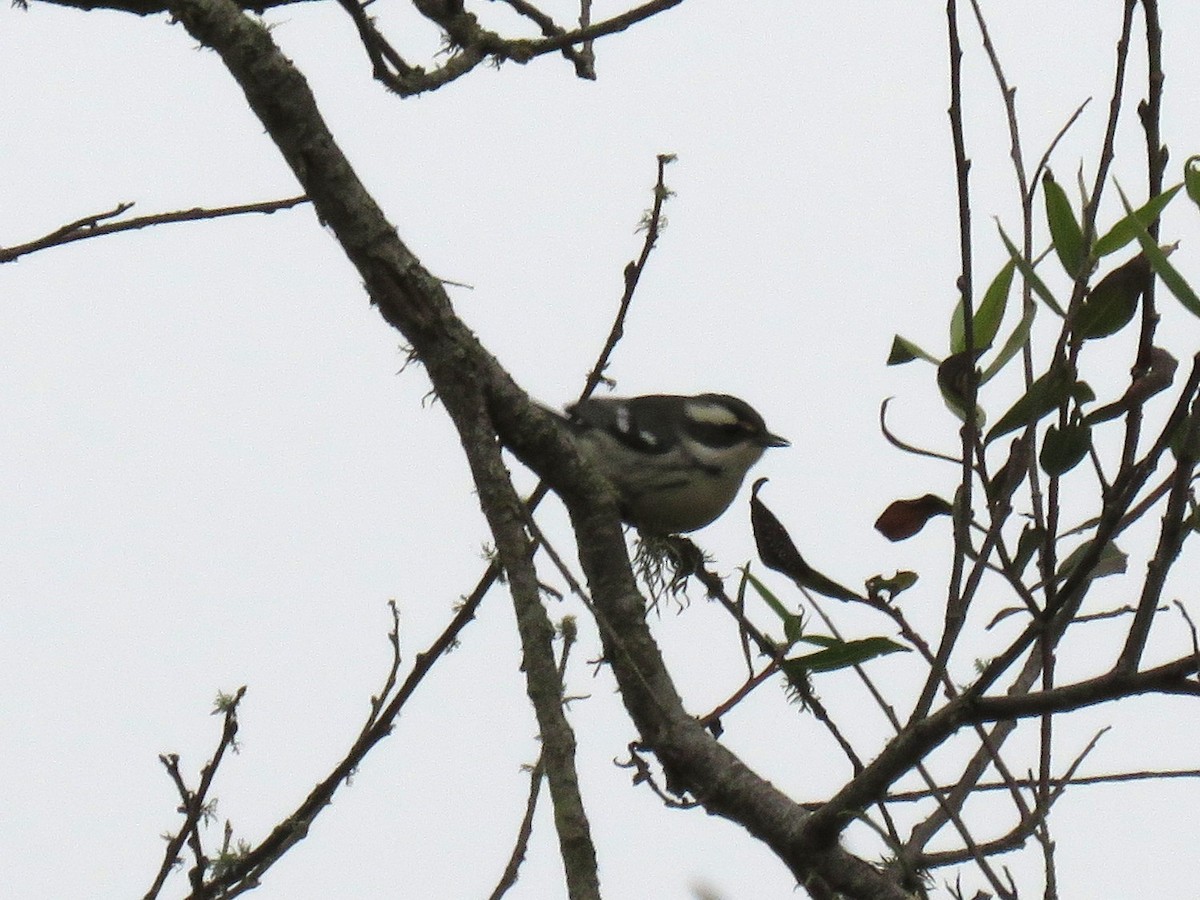 Black-throated Gray Warbler - Norman Uyeda