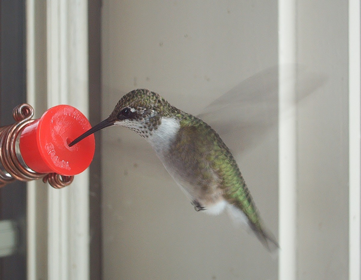 Ruby-throated Hummingbird - ML71555281