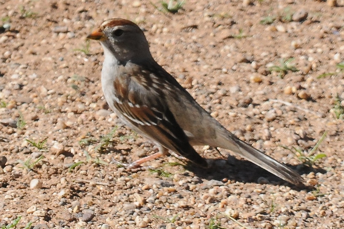 White-crowned Sparrow - John Doty