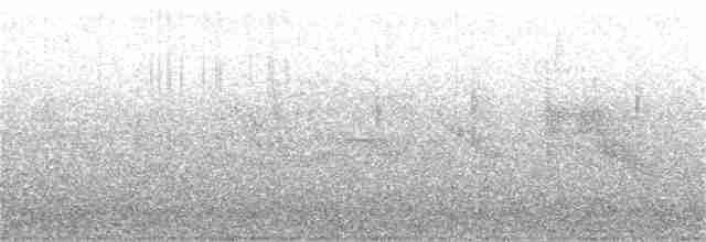 Gray-hooded Sierra Finch (minor) - ML71558481