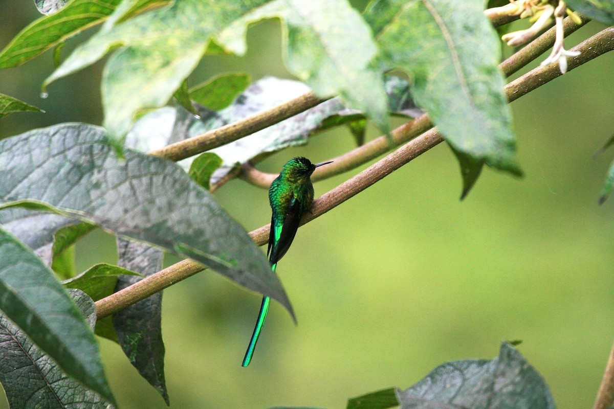 Long-tailed Sylph - ML715606