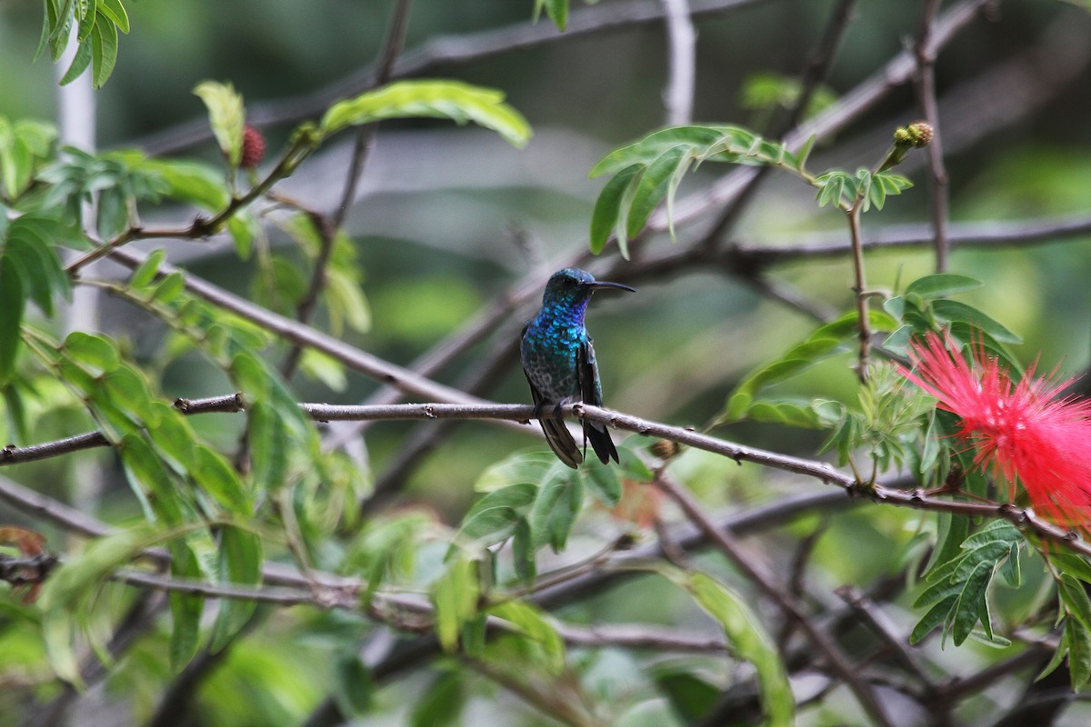Blue-chested Hummingbird - Eduardo Soler