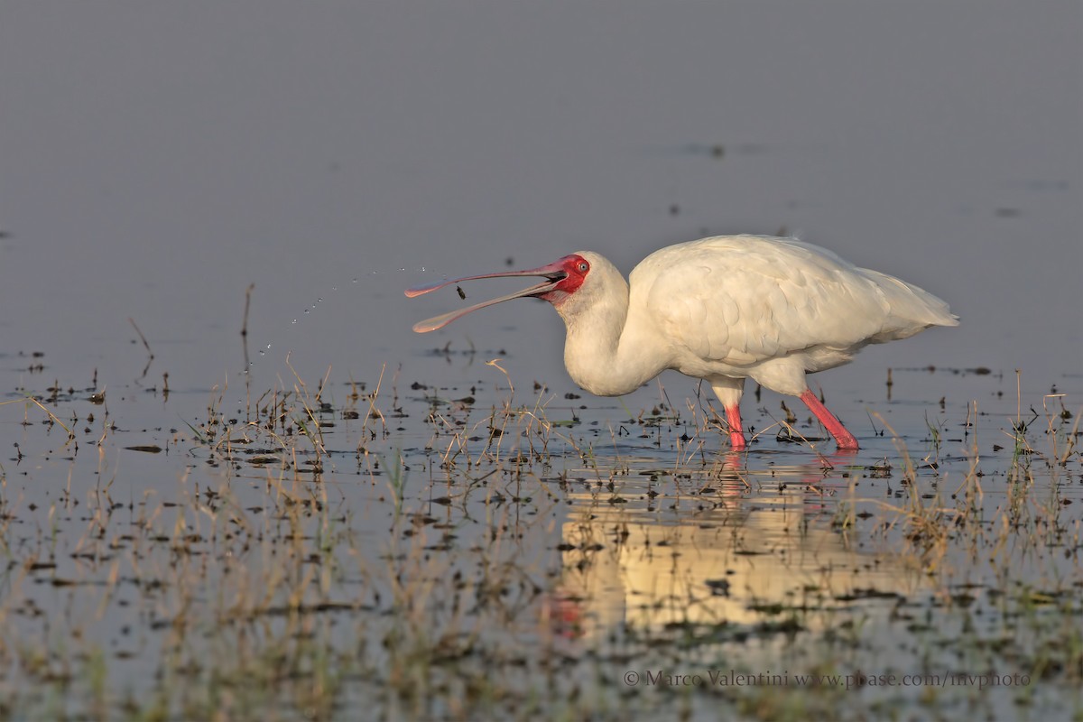 African Spoonbill - Marco Valentini
