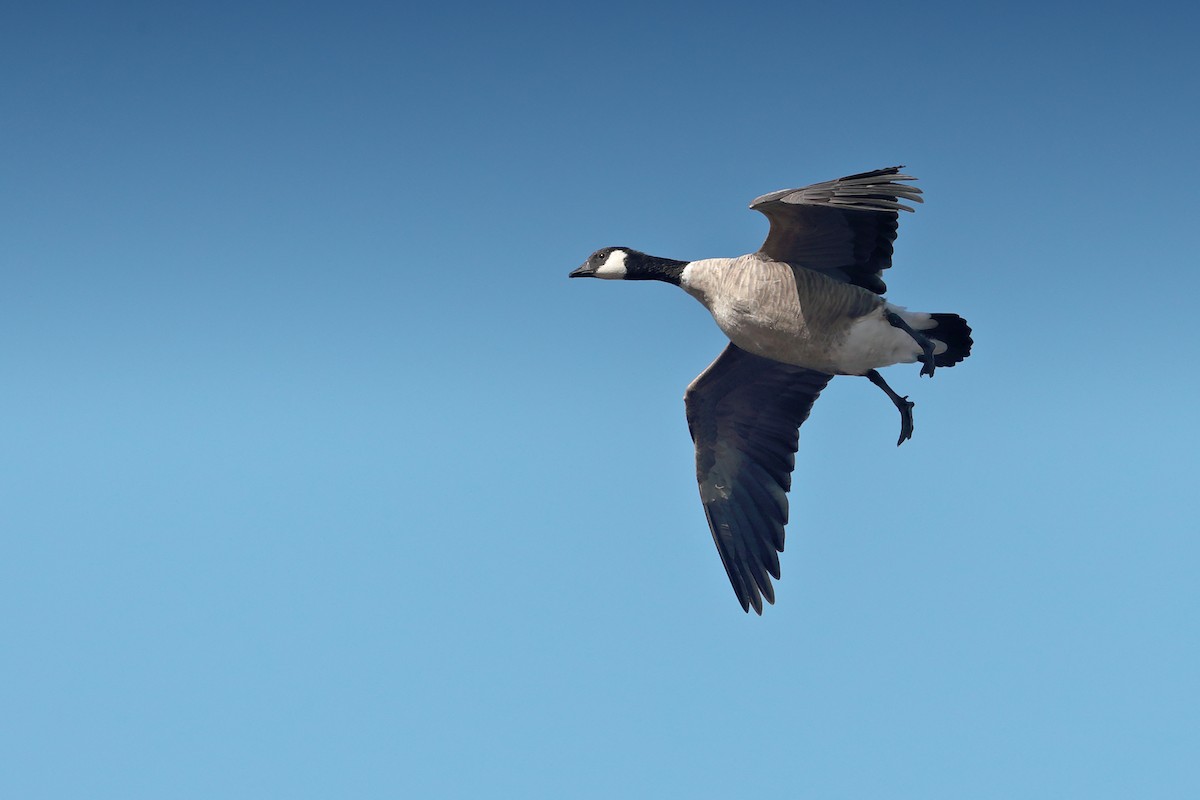 Cackling Goose - bellemare celine