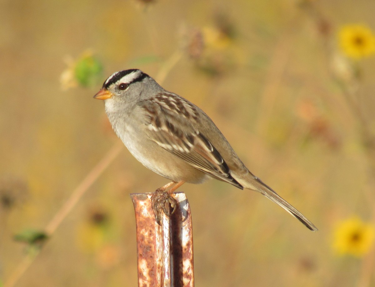 White-crowned Sparrow - Alex Single