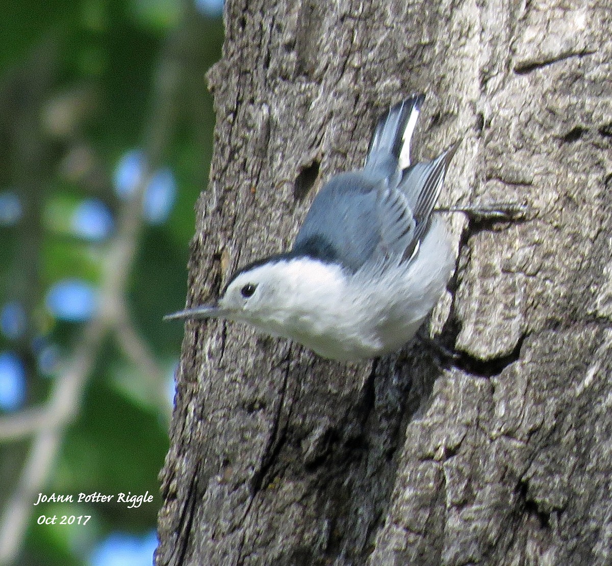 White-breasted Nuthatch - JoAnn Potter Riggle 🦤