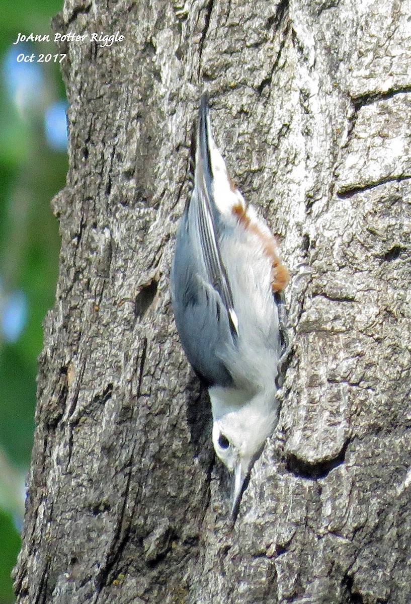 White-breasted Nuthatch - ML71564951