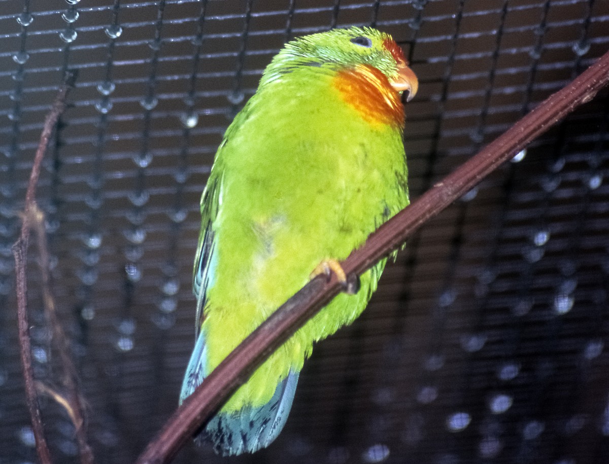 Philippine Hanging-Parrot - Josep del Hoyo
