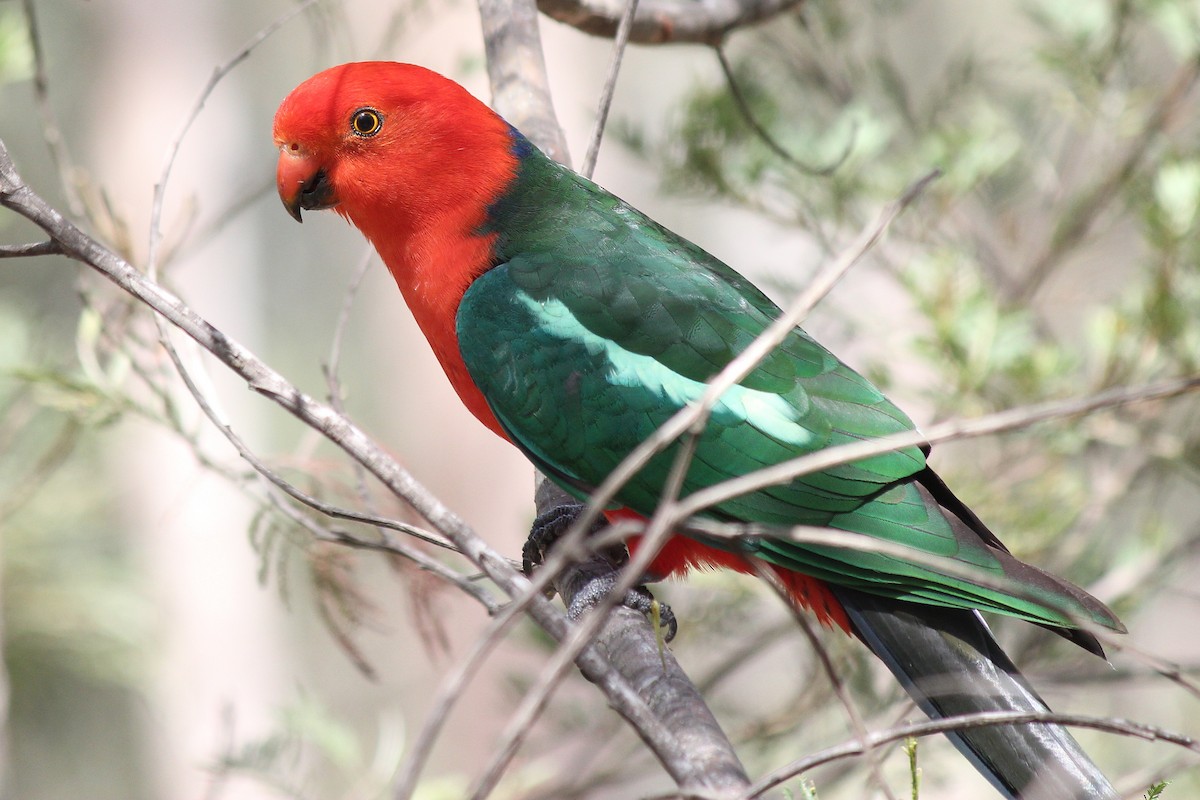 Australian King-Parrot - Barbara & Brian O'Connor