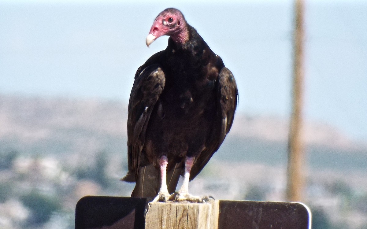 Turkey Vulture - David Richman