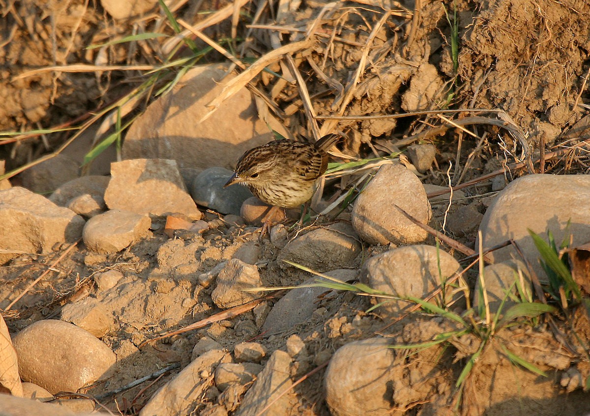 Grassland Sparrow - ML715672