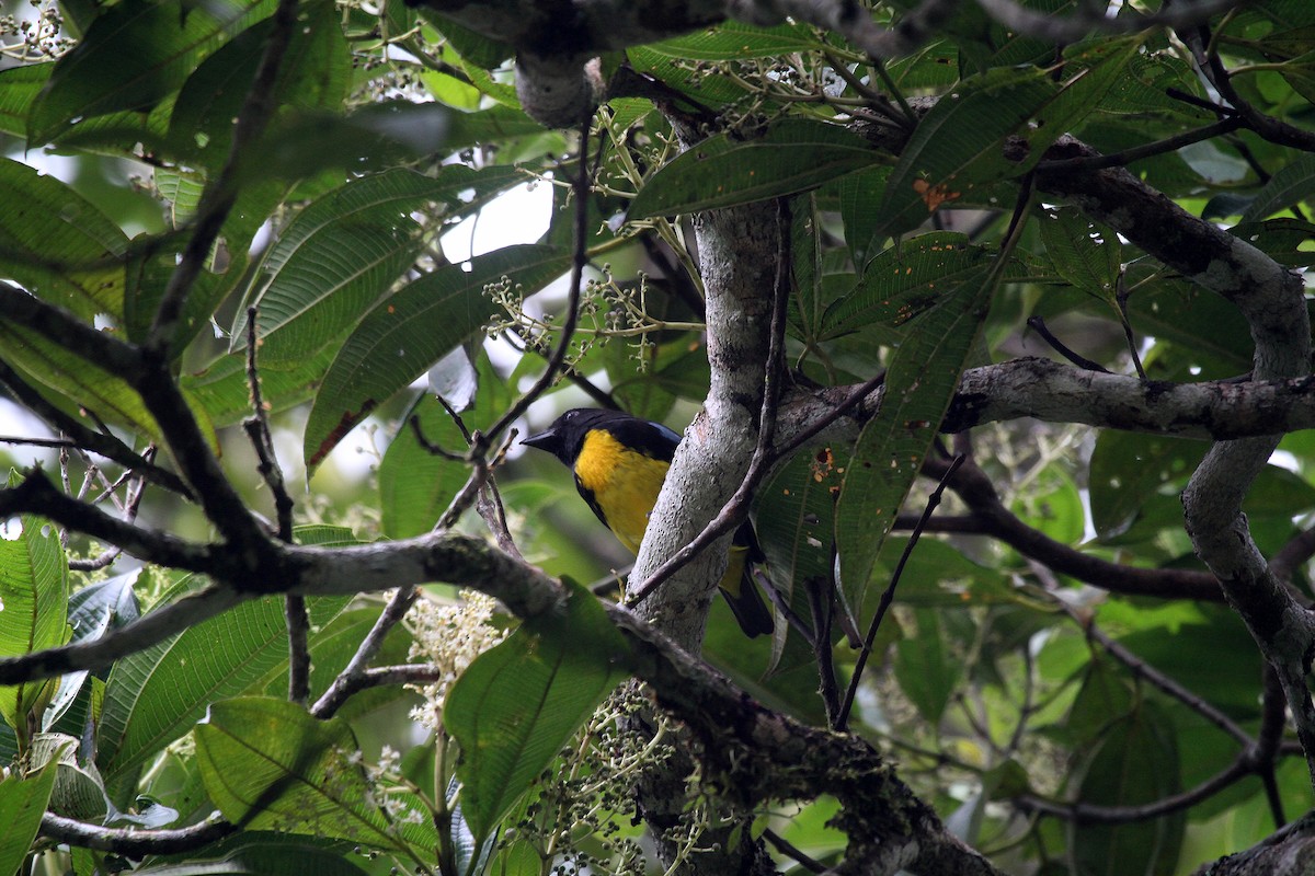Black-and-gold Tanager - ML715690
