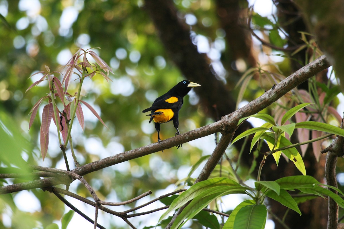 Yellow-rumped Cacique (Amazonian) - ML715695