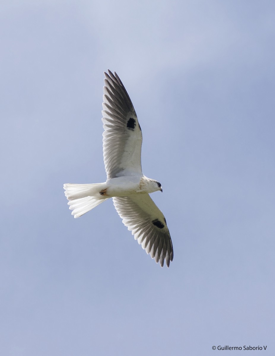 White-tailed Kite - ML71569871