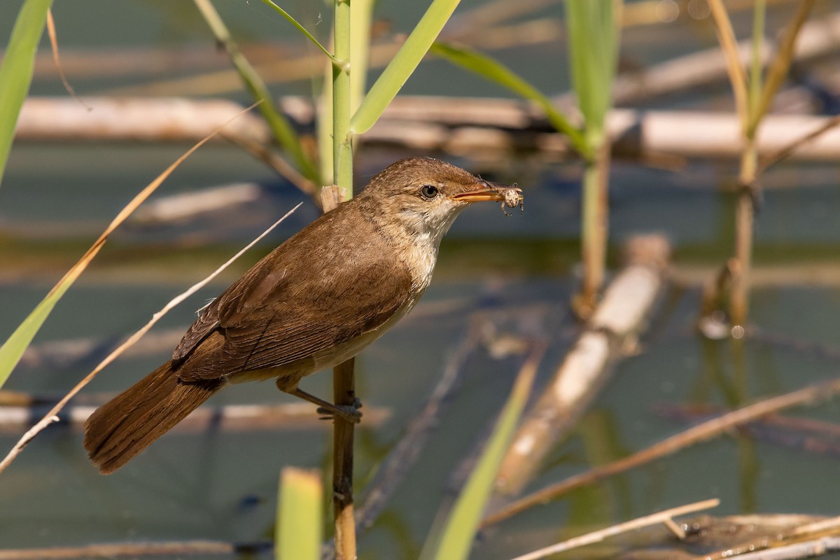Common Reed Warbler (Common) - ML715703